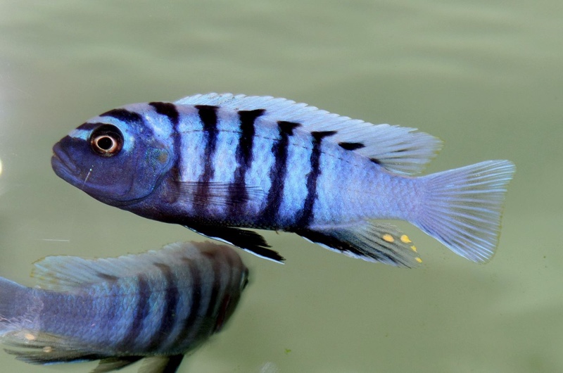 Cynotilapia sp. 'ndumbi'